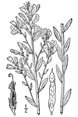 Dyer's broom Dyer's broom