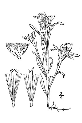 Low cudweed