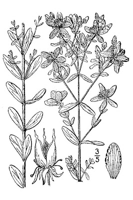 Common St. Johnswort Common St. Johnswort