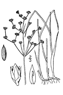 Juncus articulatus,
Giunco nodoso,
jointed rush,
jointleaf rush,
juncus
