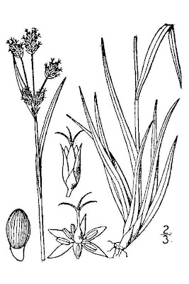 Field woodrush
