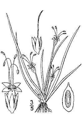 American shoreweed American shoreweed