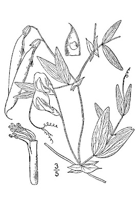 Cicerchia palustre Cicerchia palustre