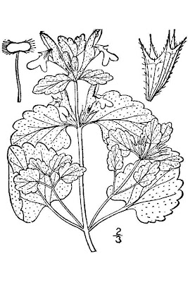 Lamium purpureum L.