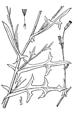 Lactuca saligna,
Lattuga salcigna,
Willow Leaf Lettuce,
willow-leaf lettuce,
willowleaf lettuce