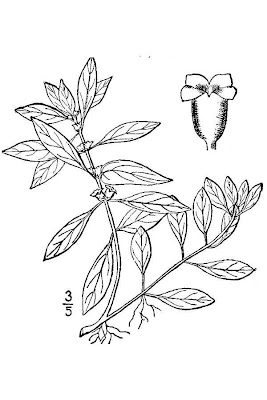 Water-purslane Water-purslane