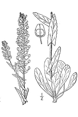 Bastard cress