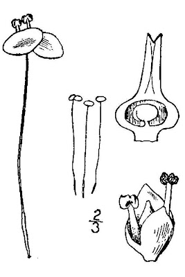 Lemna minor L.