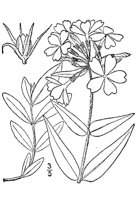 Blue phlox Blue phlox