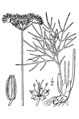 Nuttall's biscuitroot