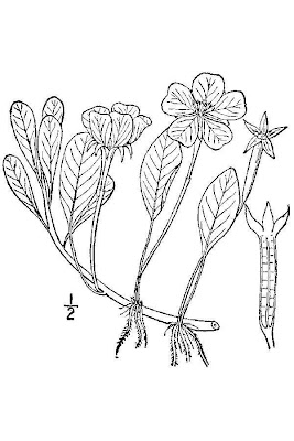 Floating primrose-willow