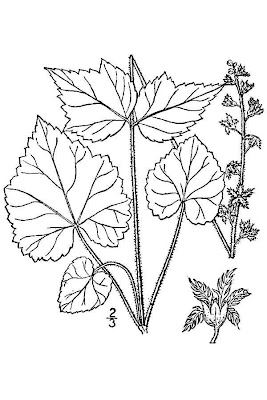 Coolwort