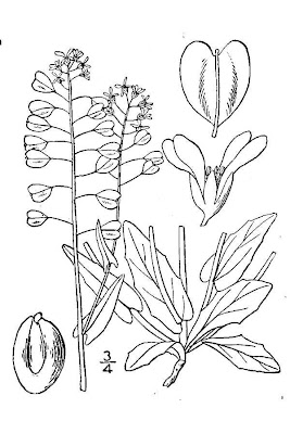 Claspleaf pennycress Claspleaf pennycress