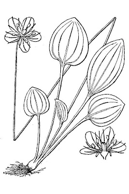 Large Leaf Grass of Parnassus Large Leaf Grass of Parnassus