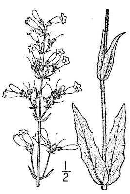 Pale beardtongue Pale beardtongue