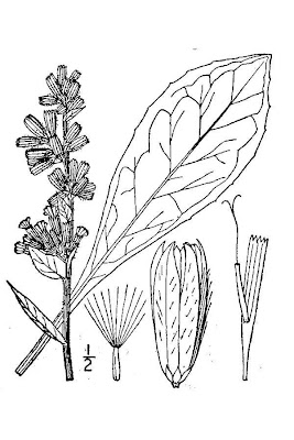 Purple rattlesnakeroot Purple rattlesnakeroot