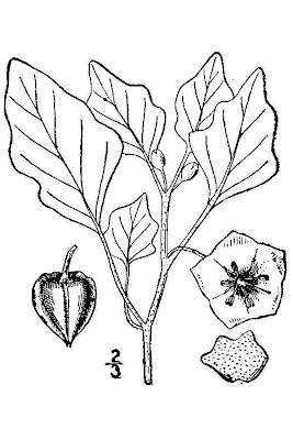 Purple groundcherry Purple groundcherry