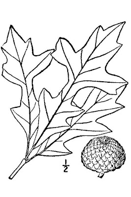 Quercus lyrata,
overcup oak,
swamp post oak,
Water Whiteoak