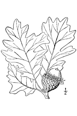 Bur oak Bur oak