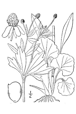 Early woodbuttercup Early woodbuttercup