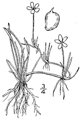 Ranunculus flammula var. filiformis,
greater creeping spearwort