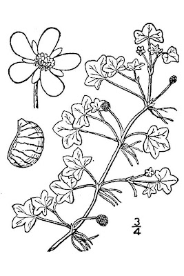 Ivy Leaved Crowfoot