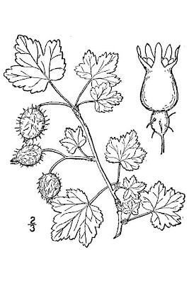 Eastern prickly gooseberry Eastern prickly gooseberry