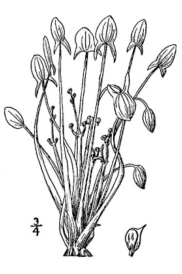 Sagittaria calycina var. spongiosa,
hooded arrowhead,
sagittaire &agrave; grand calice vari&eacute;t&eacute; spongieuse,
sagittaire &Oacute; grand calice vari&Uacute;t&Uacute; spongieuse,
spongy arrow-head,
tidal arrowhead