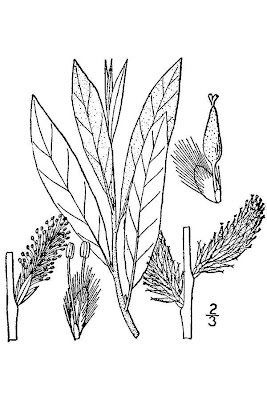 Prairie willow
