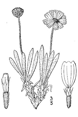 Arizona four-nerve daisy Arizona four-nerve daisy