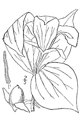Large white trillium