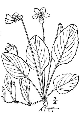 Bog white violet Bog white violet