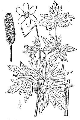 Longhead Anemone