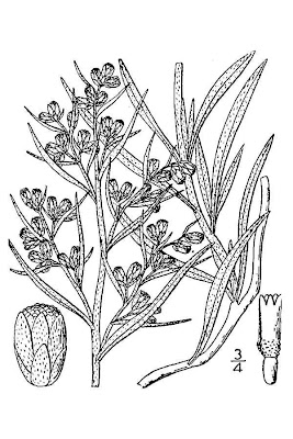 Silver Sagebrush