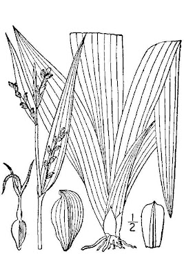 White Bear Sedge