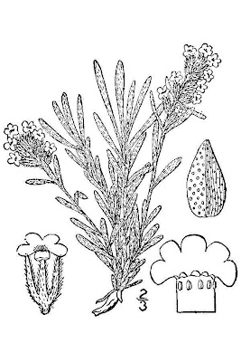Silk Cryptantha