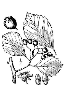 Round Fruited Cockspur Thorn