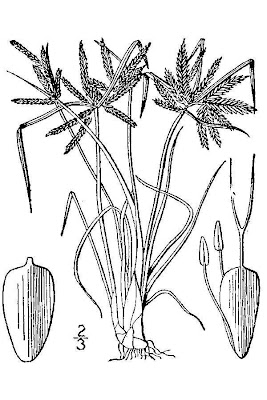 Fern flatsedge