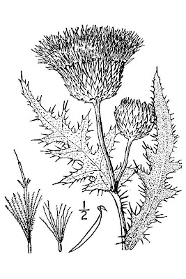 Platte Thistle
