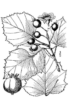 Waxy-fruit Hawthorn