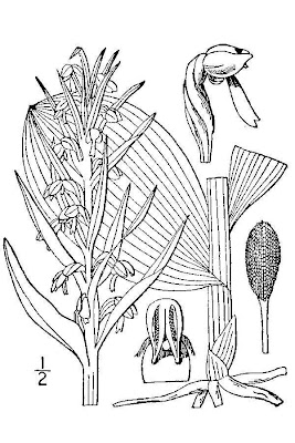 Dactylorhiza viridis,
longbract frog orchid