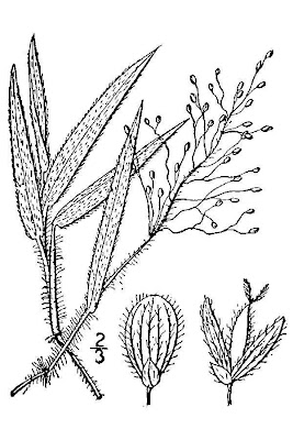 Western Panicgrass