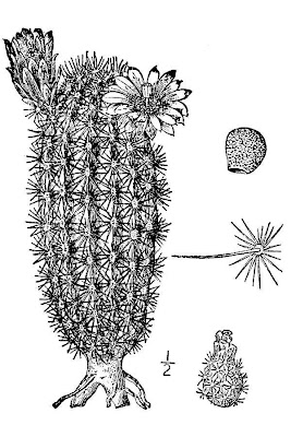 Green-flower Torch Cactus