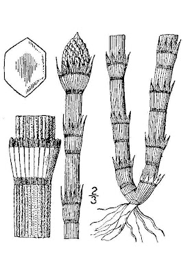 Scouringrush Horsetail