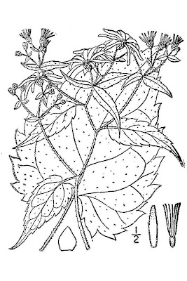 Heart-leaf Aster