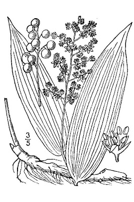Feather Solomons seal