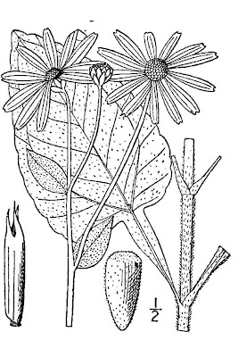 Hairy-wood Sunflower