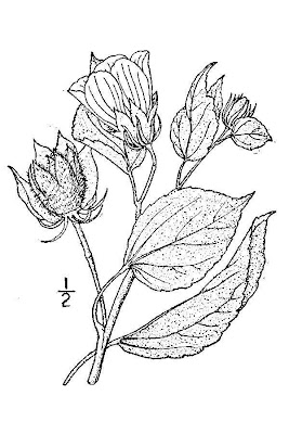 Common Rose-mallow