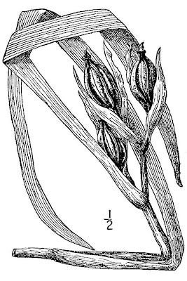 Lamance Iris