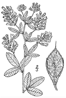 Nuttall's lespedeza